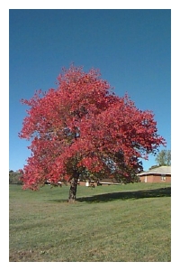 ACER rubrum